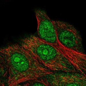 Anti-FAM98C antibody produced in rabbit 