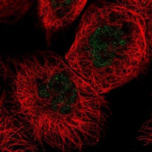 Anti-FANCC antibody produced in rabbit HPA030771-100UL