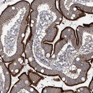 Anti-FANCL antibody produced in rabbit 