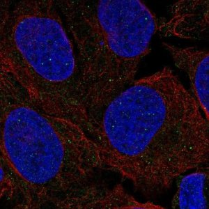 Anti-FANCL antibody produced in rabbit 