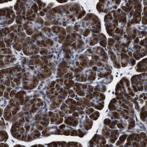 Anti-FAR2 antibody produced in rabbit 