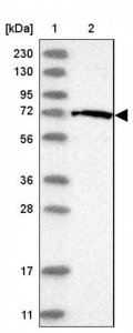 Anti-FASTK antibody produced in rabbit 
