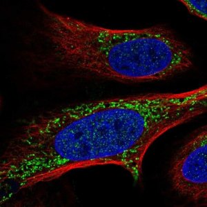 Anti-FASTKD2 antibody produced in rabbit 