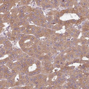 Anti-FAT4 antibody produced in rabbit 