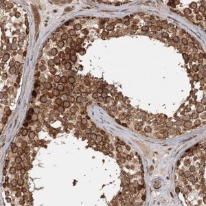 Anti-FAXC antibody produced in rabbit 