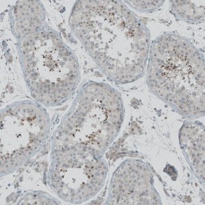 Anti-FBF1 antibody produced in rabbit 