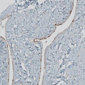Anti-FBF1 antibody produced in rabbit 