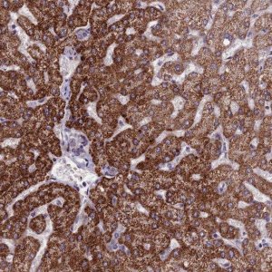 Anti-FBRS antibody produced in rabbit 