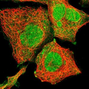 Anti-FBRSL1 antibody produced in rabbit 
