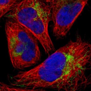 Anti-FBXL12 antibody produced in rabbit 