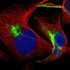 Anti-FBXL19 antibody produced in rabbit 