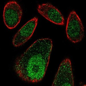 Anti-FBXO27 antibody produced in rabbit 