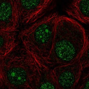 Anti-FBXO36 antibody produced in rabbit 
