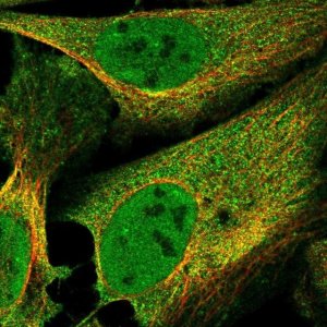 Anti-FBXO38 antibody produced in rabbit 
