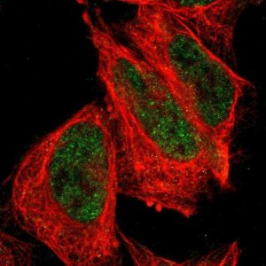 Anti-FBXO4 antibody produced in rabbit 