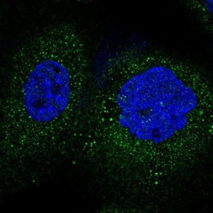 Anti-FBXO45 antibody produced in rabbit 