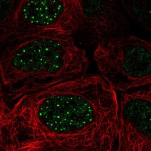 Anti-FBXO48 antibody produced in rabbit 
