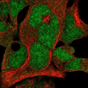 Anti-FBXO7 antibody produced in rabbit 