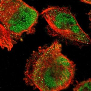 Anti-FBXO8 antibody produced in rabbit 