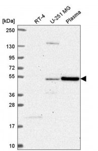 Anti-FBXO9 antibody produced in rabbit 