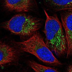 Anti-FBXW5 antibody produced in rabbit 