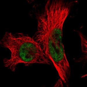 Anti-FCF1 antibody produced in rabbit 