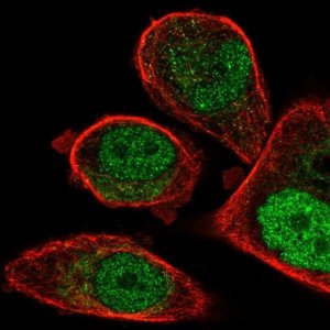 Anti-FCHO1 antibody produced in rabbit 
