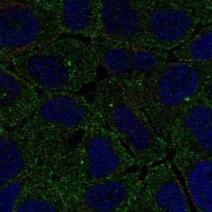 Anti-FCHO2 antibody produced in rabbit 