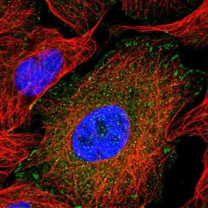 Anti-FERMT2 antibody produced in rabbit 