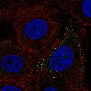 Anti-FERMT3 antibody produced in rabbit 