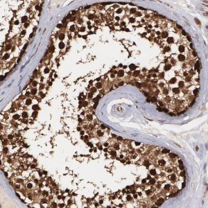 Anti-FES antibody produced in rabbit 