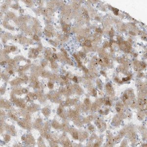 Anti-FETUB antibody produced in rabbit 