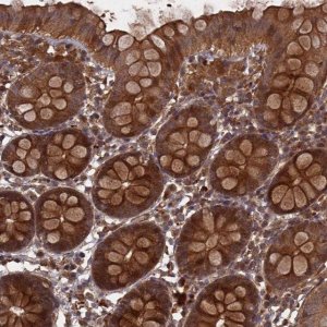 Anti-FFAR4 antibody produced in rabbit 