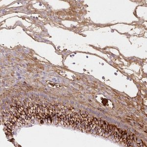 Anti-FGA antibody produced in rabbit 