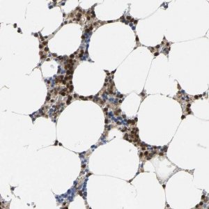 Anti-FGD3 antibody produced in rabbit 