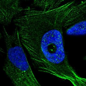 Anti-FGD4 antibody produced in rabbit 