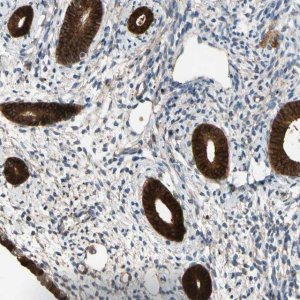 Anti-FGD6 antibody produced in rabbit 
