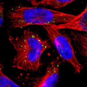 Anti-FGD6 antibody produced in rabbit 