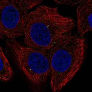 Anti-FGF11 antibody produced in rabbit 