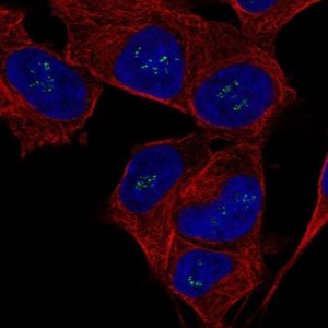 Anti-FGF14 antibody produced in rabbit 