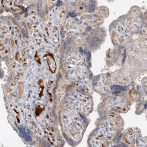 Anti-FGF19 antibody produced in rabbit 