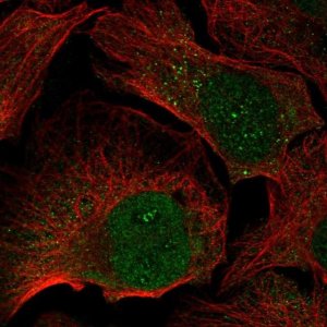 Anti-FGF5 antibody produced in rabbit 