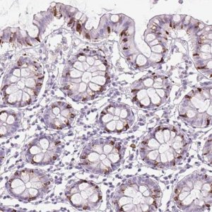 Anti-FGFBP3 antibody produced in rabbit 