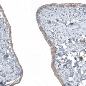 Anti-FGFR2 antibody produced in rabbit 