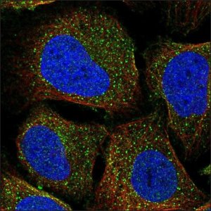 Anti-FGFR2 antibody produced in rabbit HPA056562-100UL