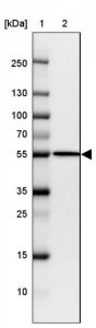 Anti-FIGNL1 antibody produced in rabbit 