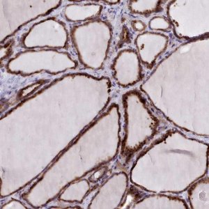 Anti-FKBP10 antibody produced in rabbit 