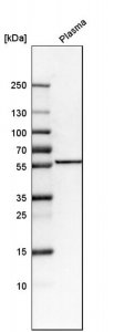 Anti-FKRP antibody produced in rabbit HPA060454-100UL