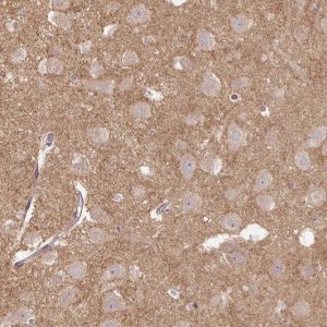 Anti-FLRT1 antibody produced in rabbit 