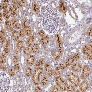 Anti-FLRT3 antibody produced in rabbit 